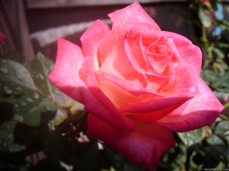 'Heartbreaker (miniature, Carruth 1989)' rose photo