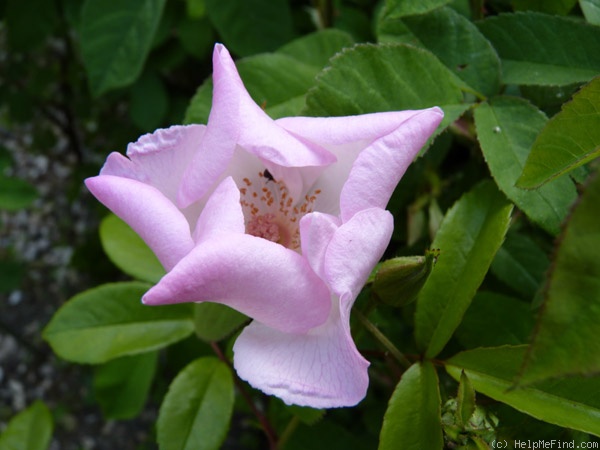 'Xantippe' rose photo