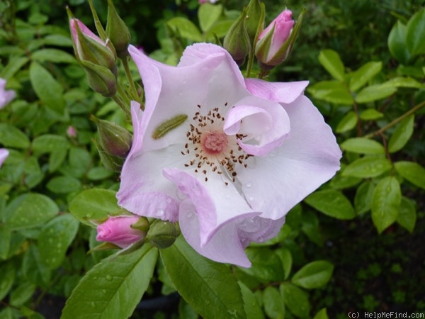 'Xantippe' rose, click to enlarge 'Xantippe' rose photo