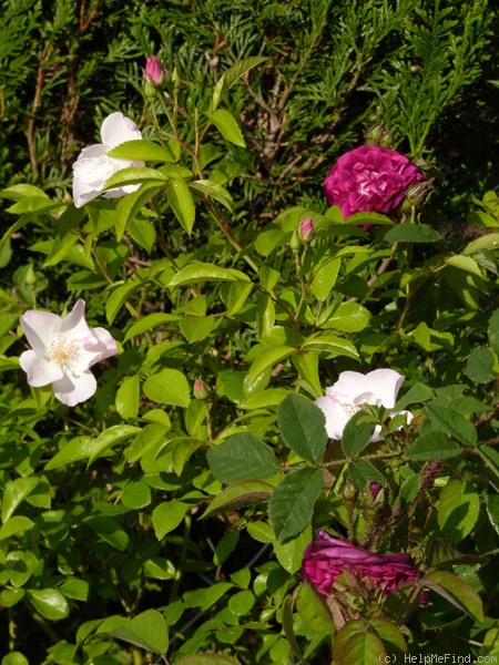 'Xantippe' rose photo