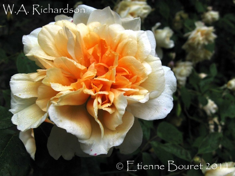 'W. A. Richardson' rose photo