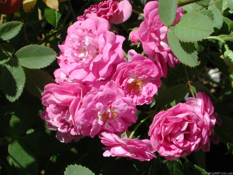 'Werner von Blon' rose photo