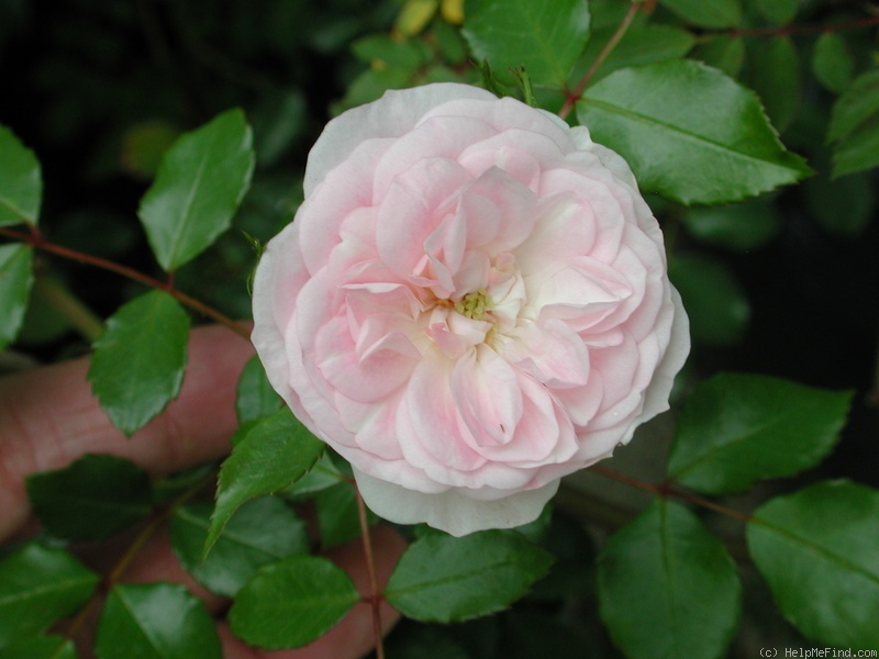 'Anne Belovich' rose photo