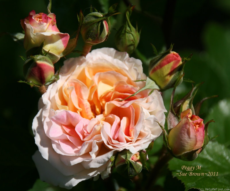 'Peggy M' rose photo