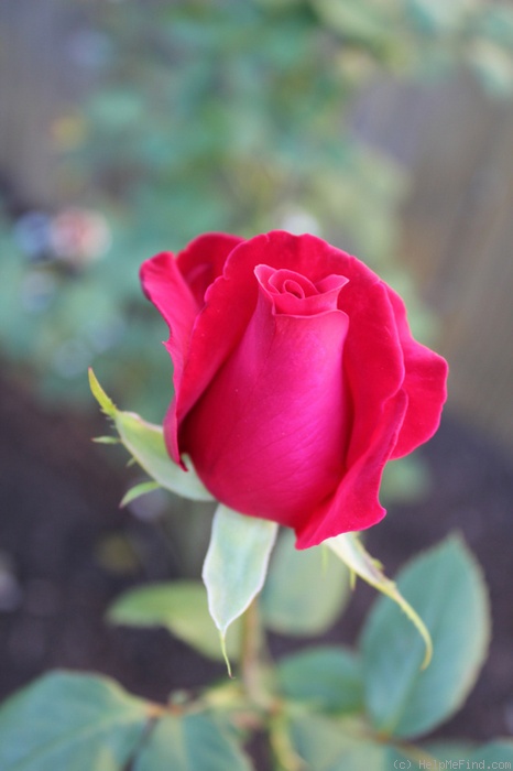 'Veterans' Honor®' rose photo