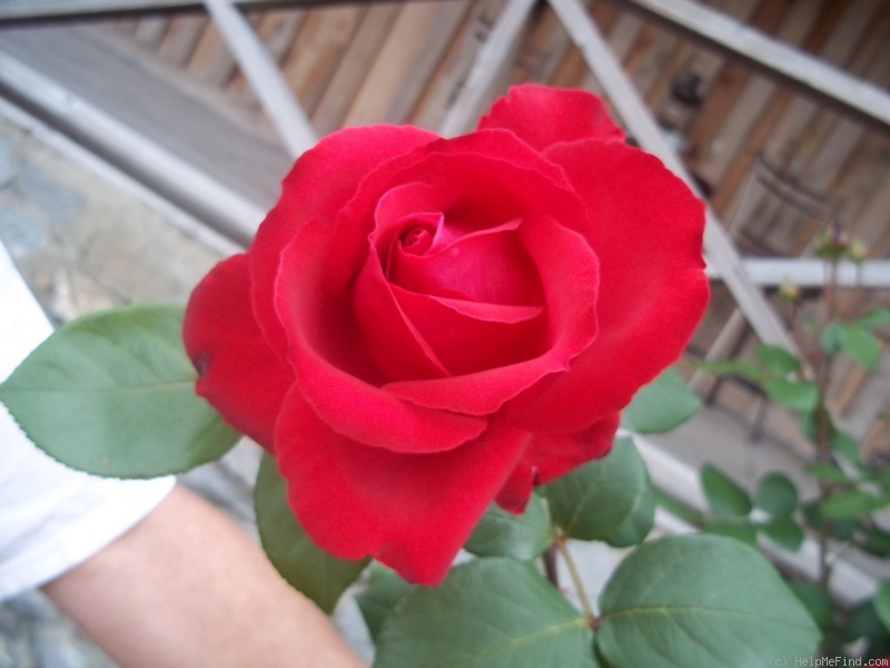 'King Arthur® (florist's rose, Spek)' rose photo