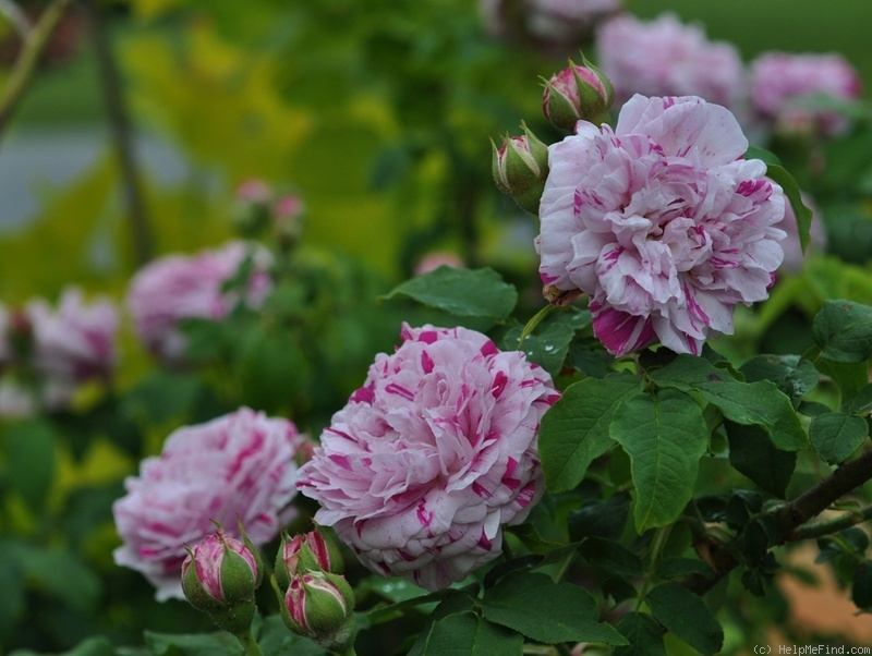 'Variegata di Bologna' rose photo