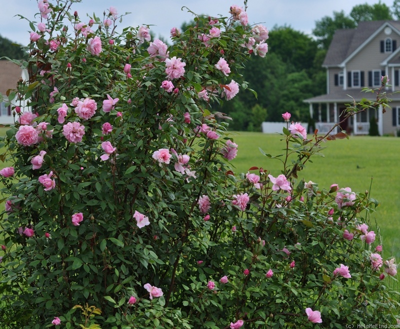 'Mortimer Sackler' rose photo