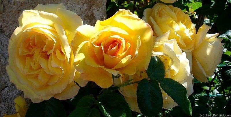 'Roche du Theil ®' rose photo