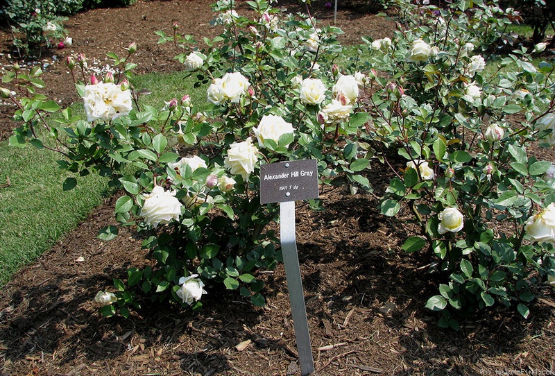 'Alex. Hill Gray' rose photo