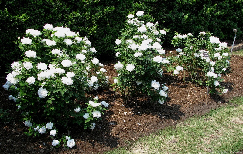 'Gloire Lyonnaise' rose photo