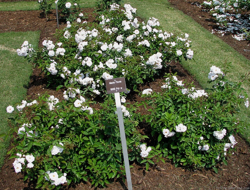 'Marie Pavié' rose photo