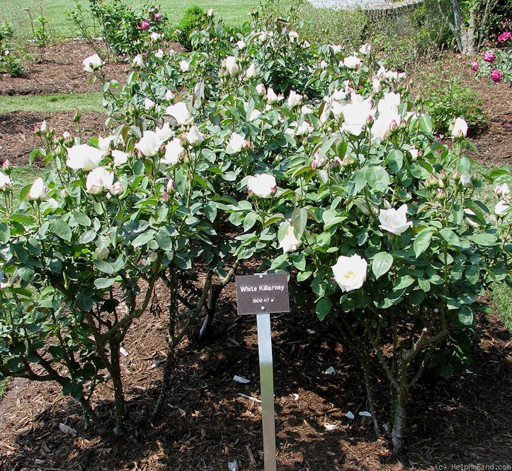 'White Killarney' rose photo