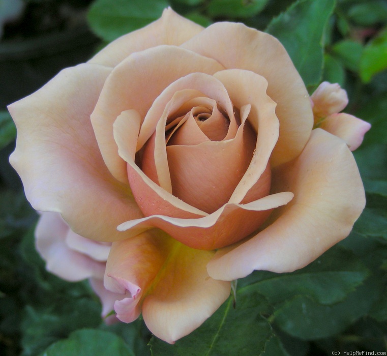 'Koko Loco (Floribunda, Bedard, 2010)' rose photo