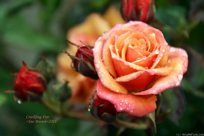 'Crackling Fire ™' rose photo