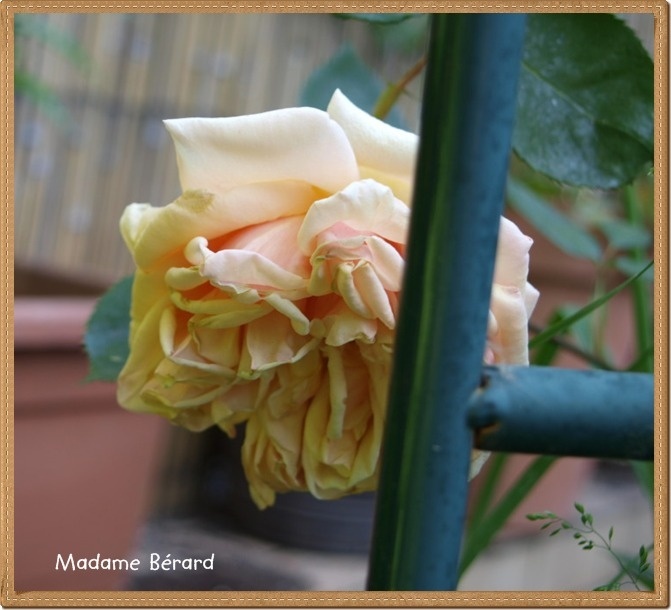 'Madame Bérard' rose photo