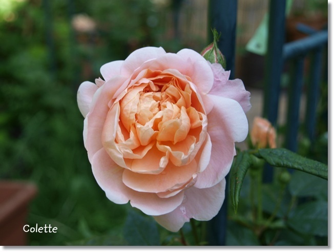 'Colette (climber, Meilland 1994)' rose photo