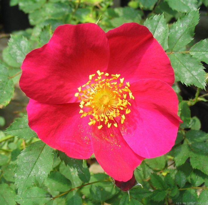'M6910' rose photo