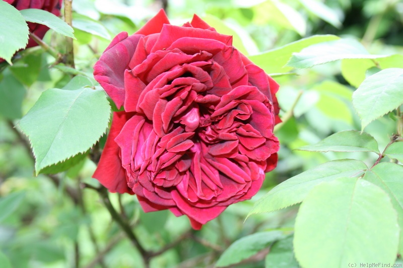 'Crimson Glory (hybrid tea, Kordes 1935)' rose photo
