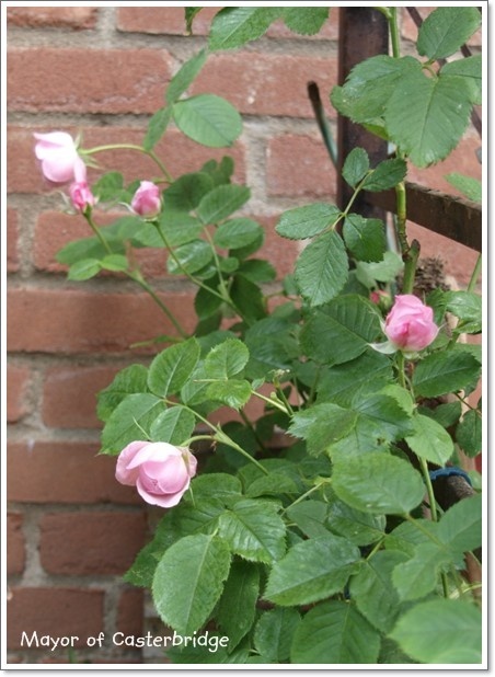 'Mayor of Casterbridge' rose photo