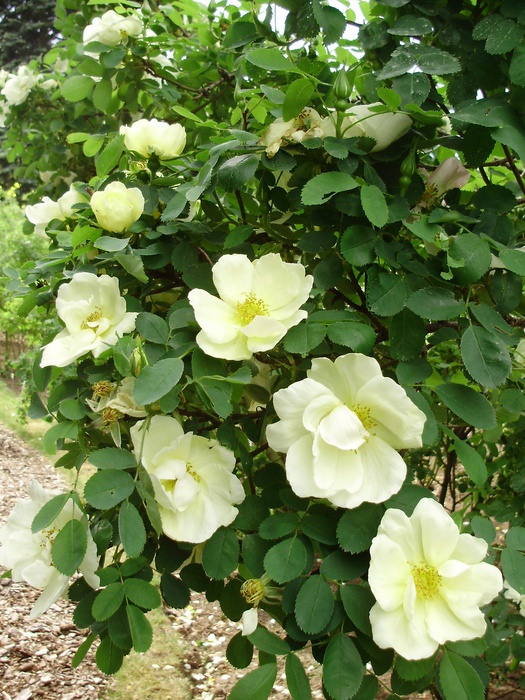 'Wildenfels Gelb' rose photo