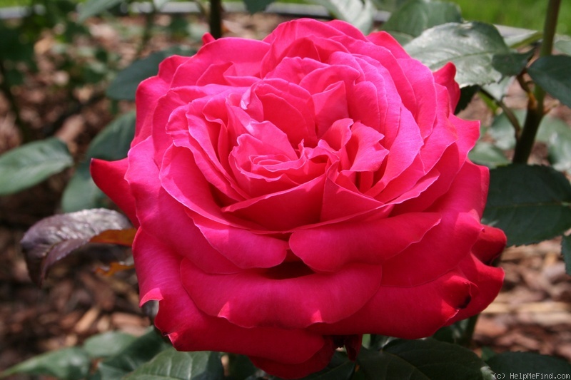 'Alec's Red® (Hybrid Tea, Cocker, 1970)' rose photo