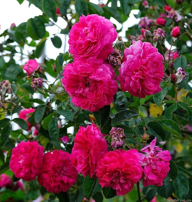 'Summer Blush' rose photo