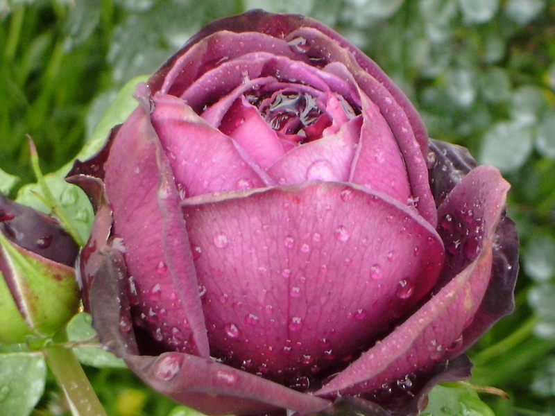 'Astrid Gräfin von Hardenberg' rose photo