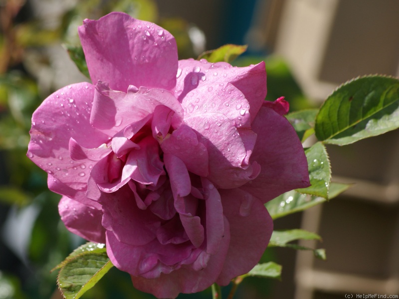'Heirloom (hybrid tea, Warriner 1972)' rose, click to enlarge 'Heirloom (hybrid tea, Warriner 1972)' rose photo