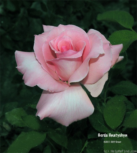 'Gerda Hnatyshyn' rose photo