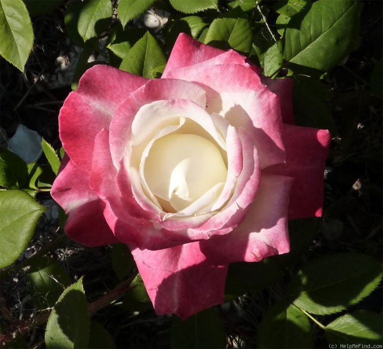 'Colombina ®' rose photo