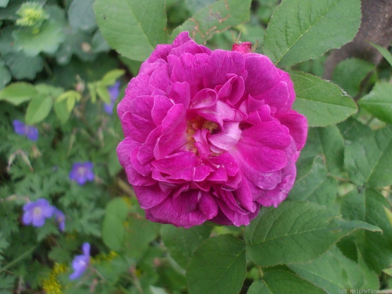 'Indigo (portland, Laffay, 1843)' rose photo