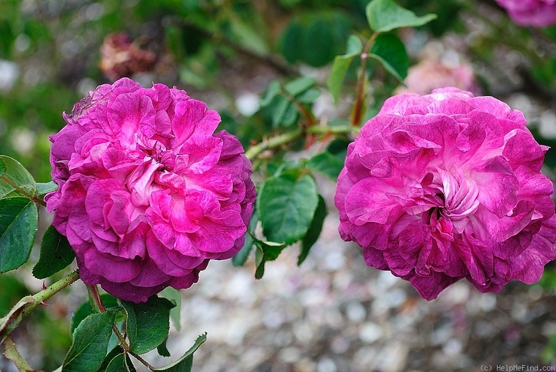 'Velours Épiscopal' rose photo