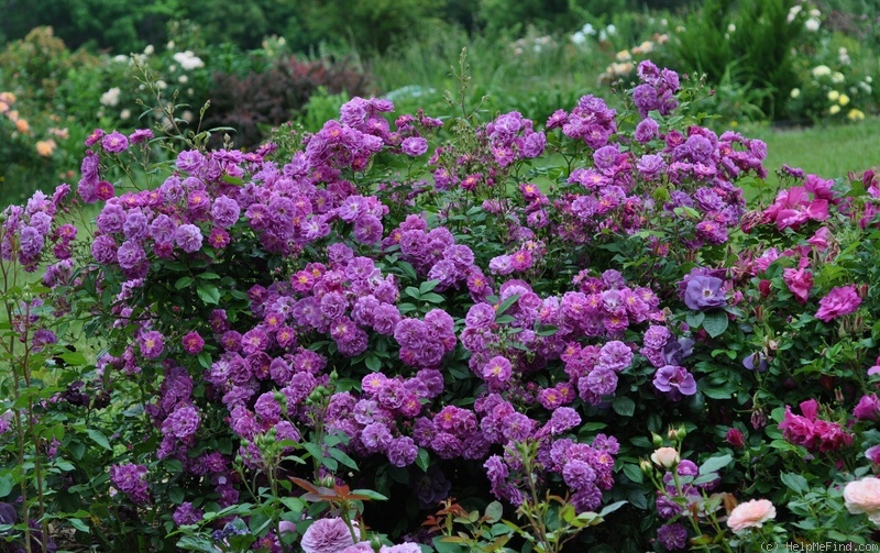 'Purple Skyliner' rose photo