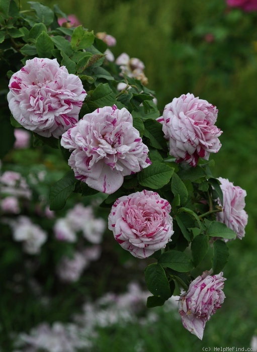 'Variegata di Bologna' rose photo