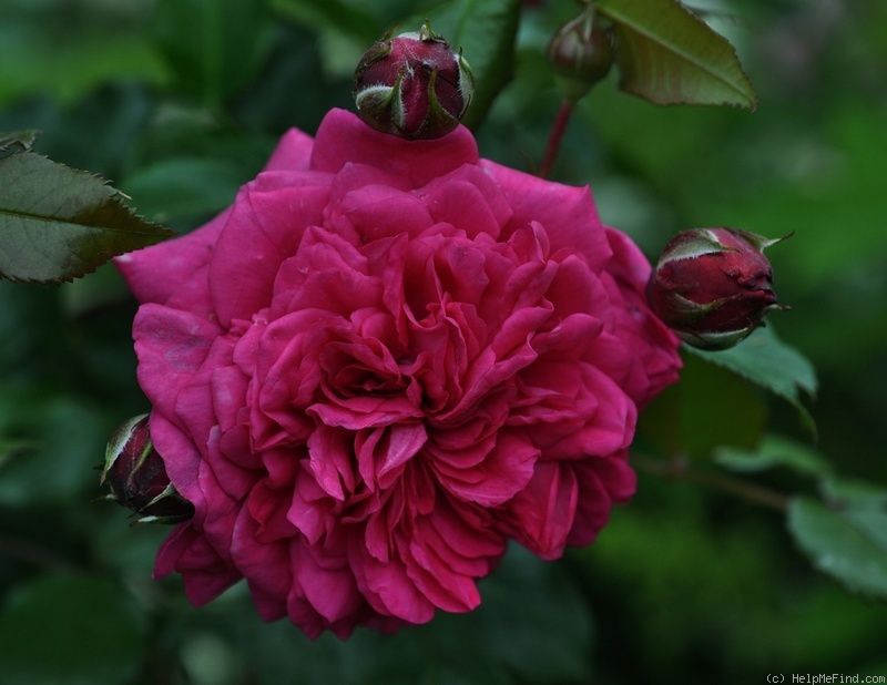 'Laguna ® (Large Flowered Climber, Kordes 1994)' rose photo