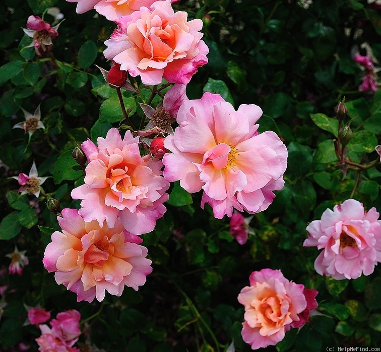 'Pink Pillar (shrub, Brownell, 1940)' rose photo