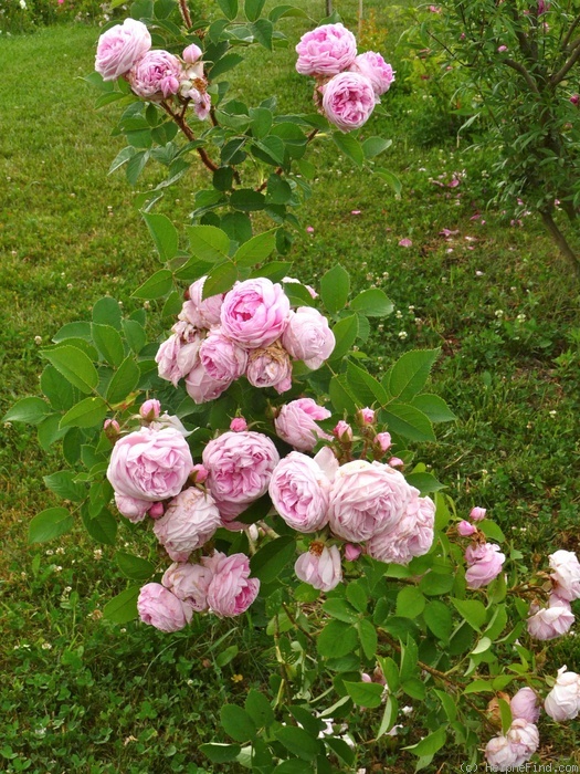 'Madame Louis Lévêque (moss, Lévêque, 1898)' rose photo