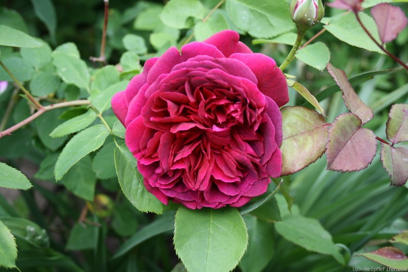 'William Shakespeare 2000 ™ (shrub, Austin 1994)' rose photo