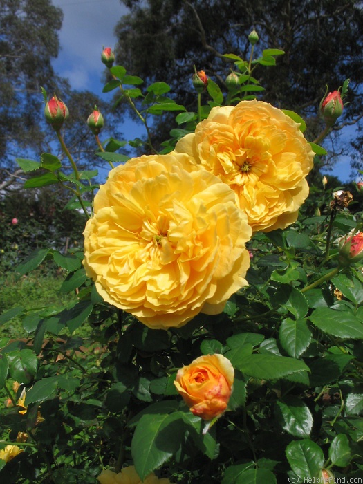 'Leah Tutu' rose photo