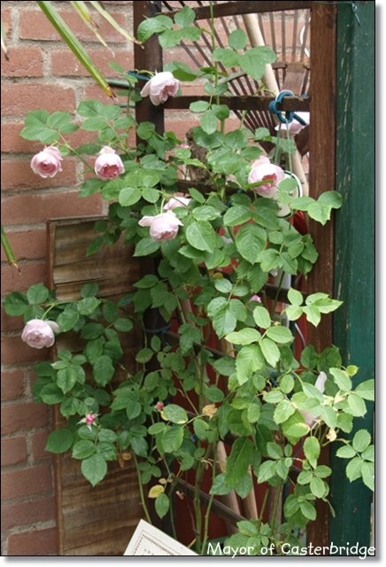 'Mayor of Casterbridge' rose photo