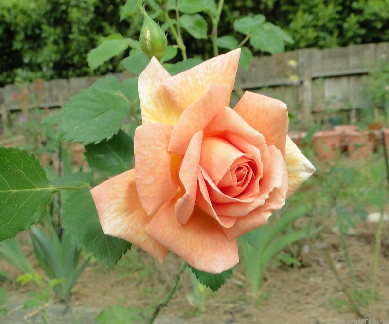 'Orange Ruffels' rose photo