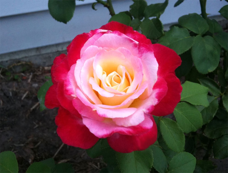 'Double Delight ®' rose photo