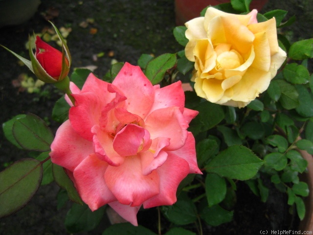 'Tuscan Sun ™' rose, click to enlarge 'Tuscan Sun ™' rose photo