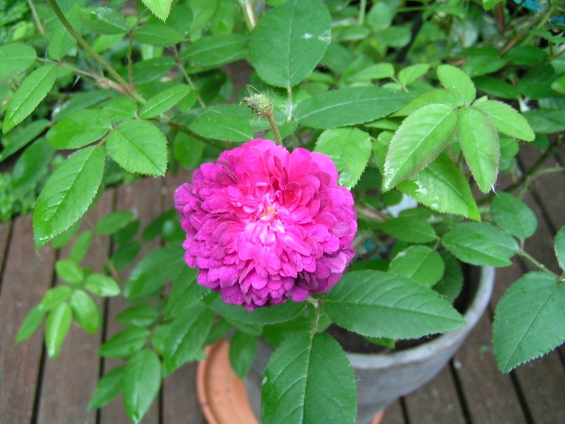'Genéral Stefánik' rose photo