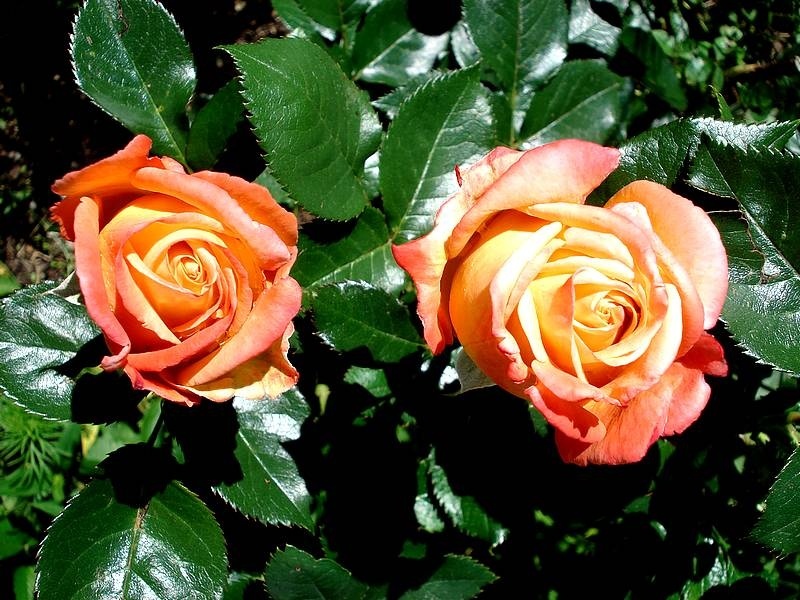 'Vendée Impériale ®' rose, click to enlarge 'Vendée Impériale ®' rose photo