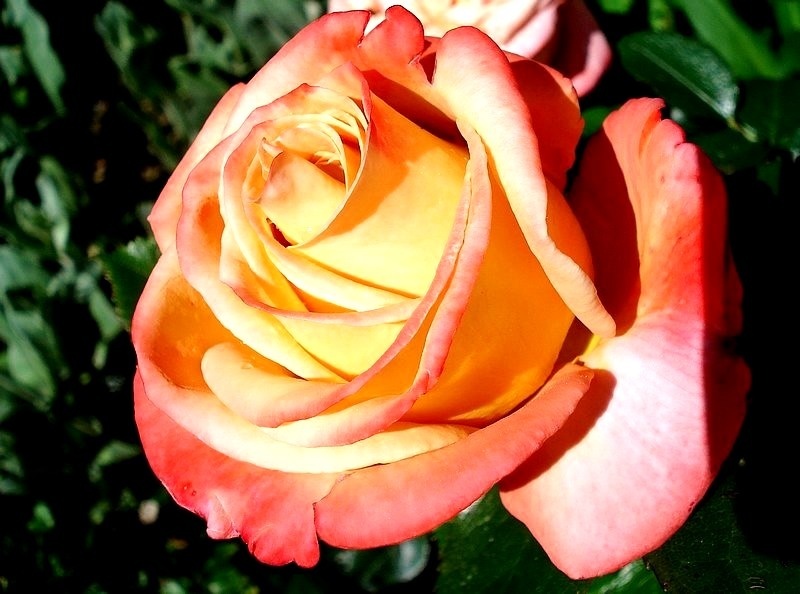 'Vendée Impériale ®' rose, click to enlarge 'Vendée Impériale ®' rose photo