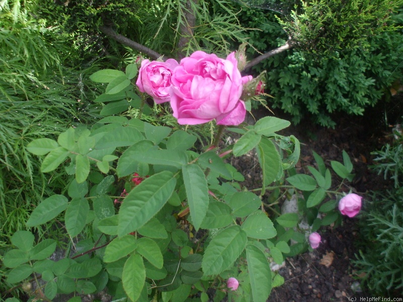 'Marie de Blois' rose photo