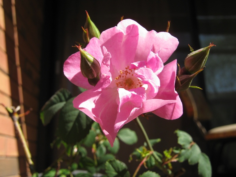'Bonavista' rose photo