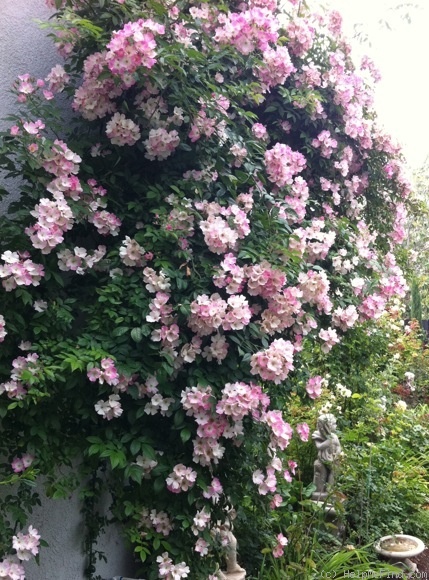 'Newport Rambler' rose photo